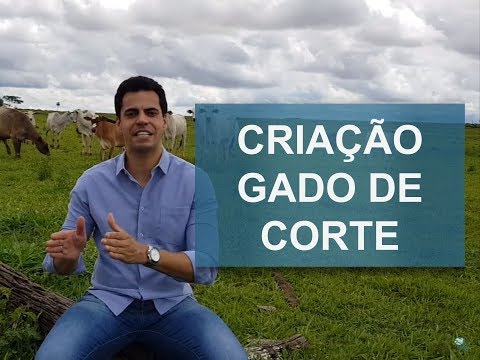 , title : 'COMO INICIAR A CRIAÇÃO DE GADO DE CORTE?