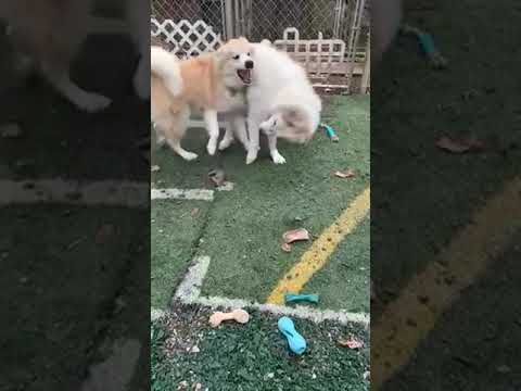 Jonas in PA - Lots of 'Pawtential', an adoptable Great Pyrenees in Altoona, PA_image-1