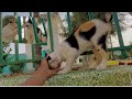 Calico Cat Slapped Tuxedo Cat Because She S Shy Of Me