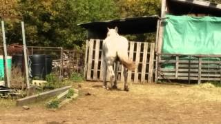 a neglected horse at 35 Concession Road 9 Ste-Anne-de-Prescott, ON K0B 1M0