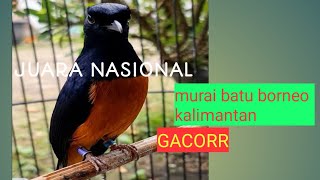 Download lagu Suara murai batu borneo kalimantan gacor mp3