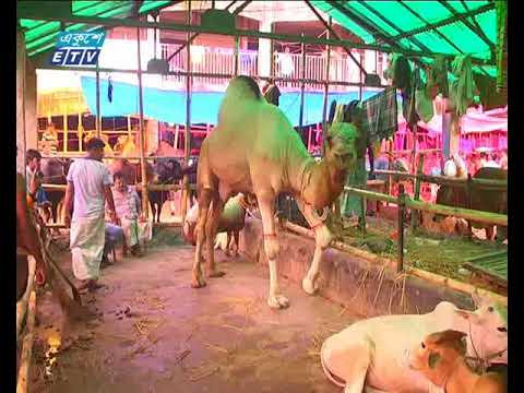 রাজধানীর ২৬টি কোরবানীর পশুর হাটে  আনুষ্ঠানিকভাবে বেচা-কেনা