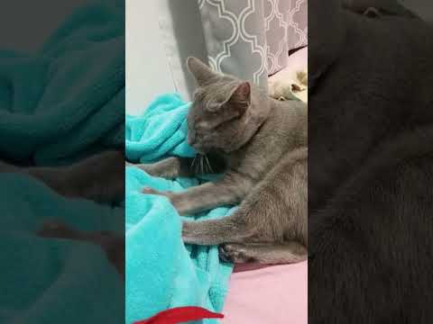 Bubbles the cat kneading to calm down. Russian Blue. chat gato Кот חתול Katze 貓 고양이 قط Please subscr