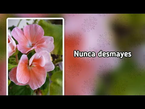 Himnario adventista 420 Nunca desmayes (-)