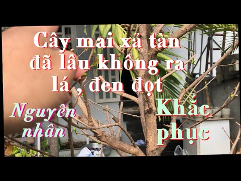 Nguyên nhân & khắc phục cây mai xả tàn đã lâu không ra lá ( đâm tược ) đen đọt