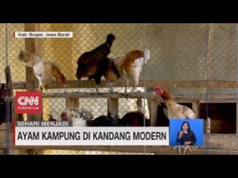 , title : 'Sehari Menjadi Peternak Ayam Kampung'