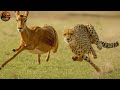 Wild Africa Cheetah Predator On The Savanna Wildlife Documentary Claw Wildlife