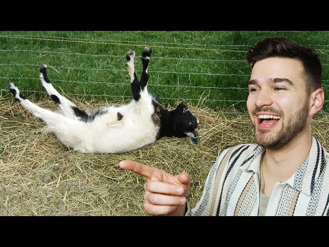 Miért ájulnak el a KECSKÉK? - Márkopédia #7