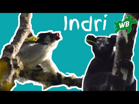 The Cry of the Indri