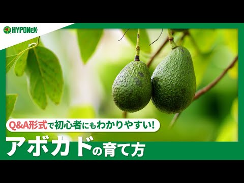 アボカドの木の育て方 健康な実を結ぶための手順