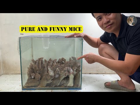 Comment fabriquer le piège à souris le plus efficace | souris pures et drôles
