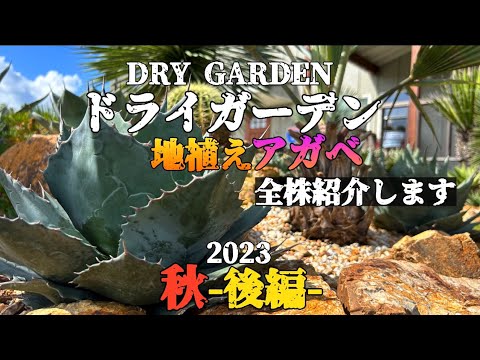 園芸 ドワーフアガベ、ミニチュアアガベ