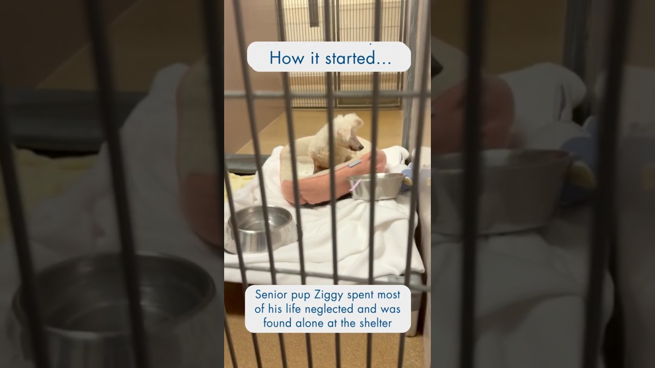 Enlarge Ziggy Stardust, a Adoptable Bichon Frise in Pacifica, CA video 6/6