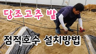 당조고추 밭 점적호수 설치  관수시설 설치하면 수확량 두배 Double the yield if irrigat…