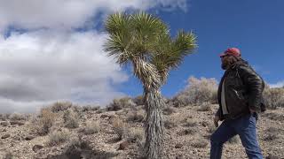 preview picture of video 'The Great Palmetto & Lida, NV Ghost Town Adventure.  WATCH ZONNER HUG A TREE!!!!'