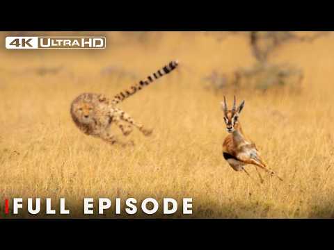 Surviving the Savanna: The Predator's Masterpiece