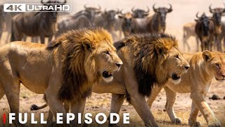 Deadliest Lion: Survival Battle In Africa | Nature Animal Documentary