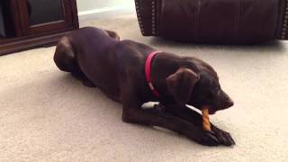 Chocolate lab Weimaraner mix enjoying bone