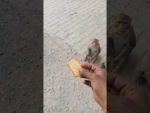 seva bhav ll🚩ll (jai Shree ram) #ram #gaay #dog #animals #seva #sorts #youtubeshorts #shortsfeed