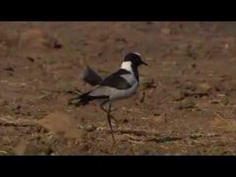 Plover survives elephant brigade