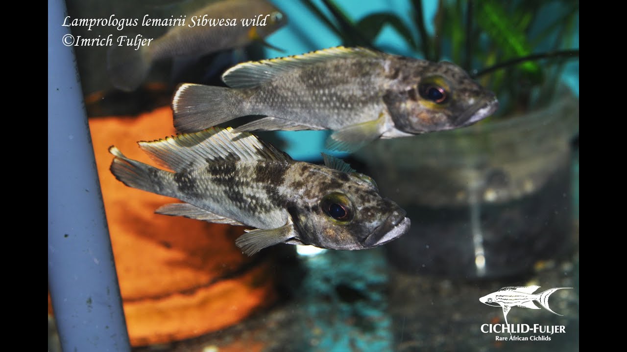 Lamprologus lemairii Sibwesa