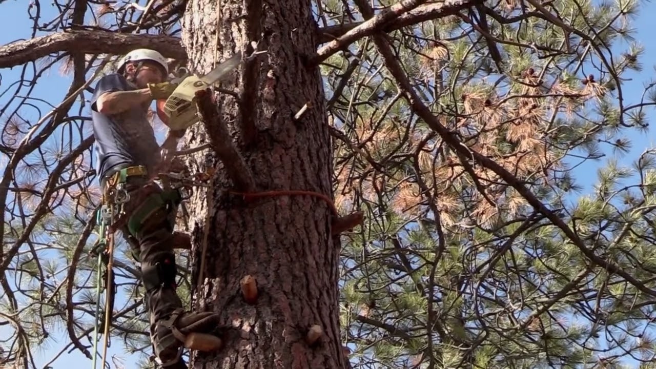 Cutting Down Dead Tree God Calling Ministry