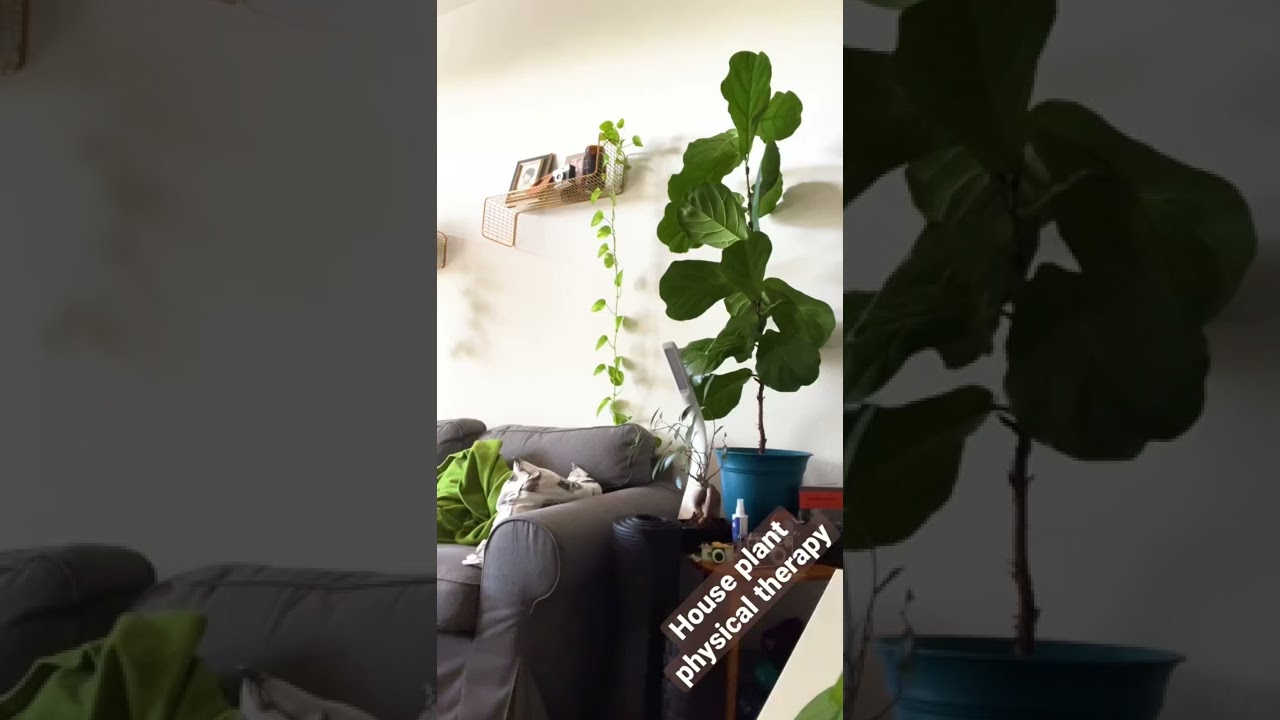 Daily Fiddle Fig shake session to strengthen its base #houseplants