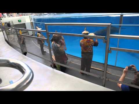 The Gourd Orchestra plays for Dolphins at the National Aquarium.