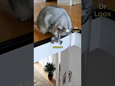 Pourquoi un chat peut rester coincé ici