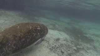 preview picture of video 'Crystal River Manatee Swim'