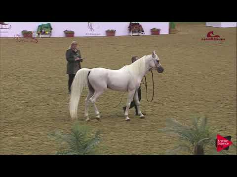 N162 HILAL AL NOOF - 2019 Al Shaqab Arabian Horse Show Festival - 4-6 years old stallions (class...