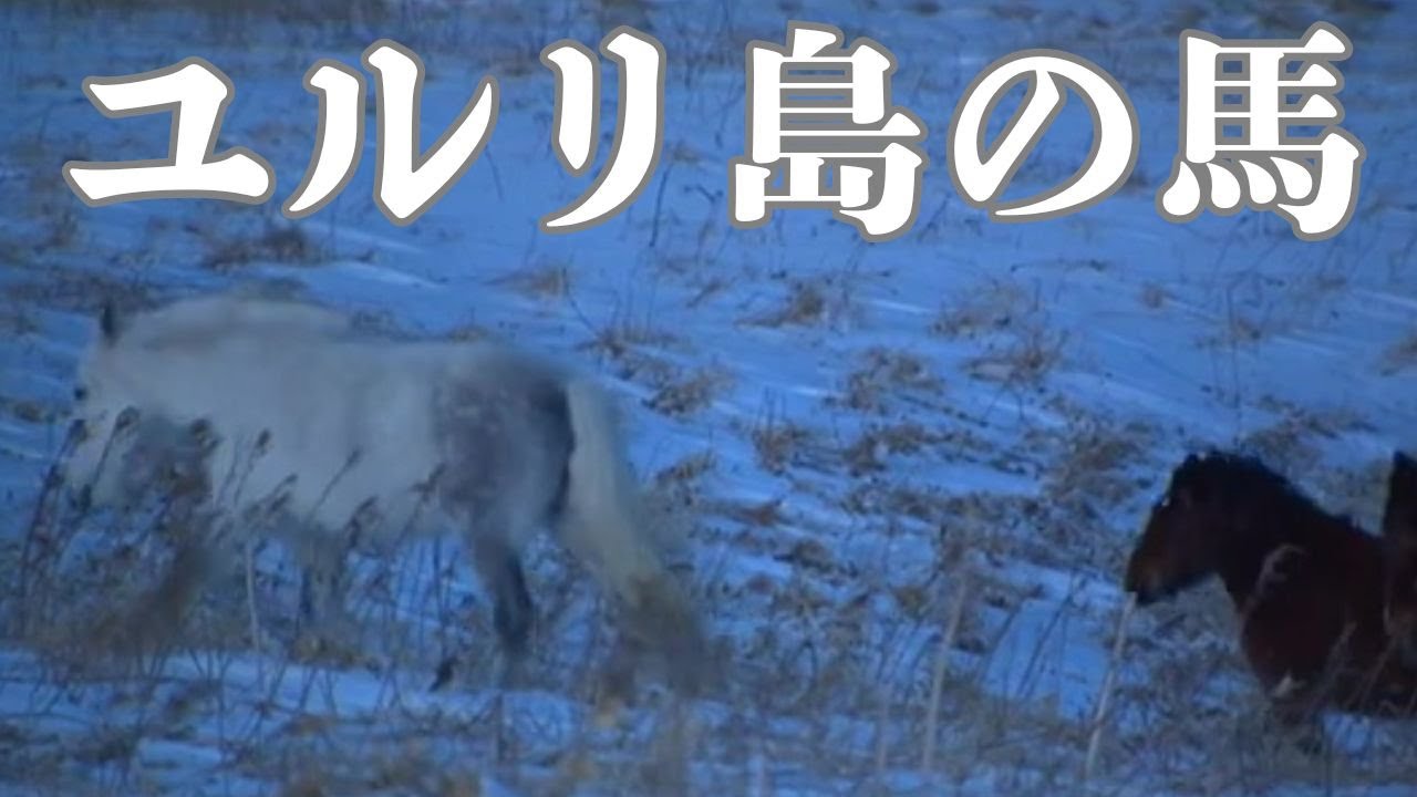 ユルリ島と、残された馬