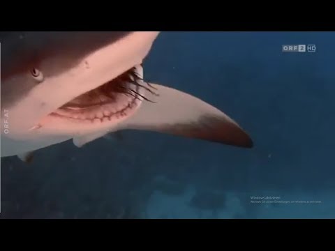 Wunder im Universum - Jäger der Karibik | Dokumentation | Deutsch | HD