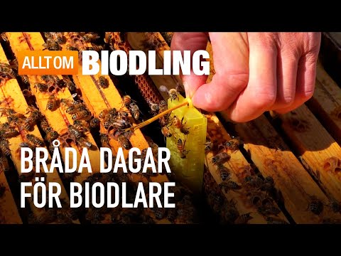 Bråda högsommardagar för biodlare | Biodling