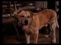 Old Yeller Clip 1