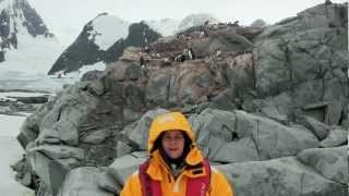 Gentoo penguin colony in Antarctica.mov