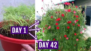 Learn How to Grow n Care for Cypress Vine Properly [With Results]