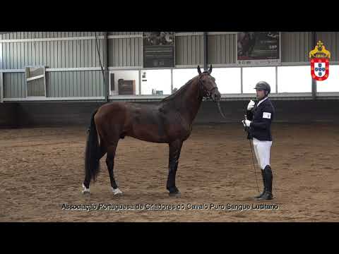 230424 5 Orfeo de La Gesse (FR) - Aprovação de Garanhões