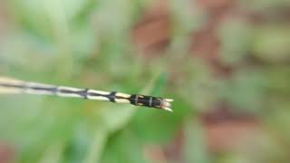 preview picture of video 'Dragon fly #dragonfly #nature #macro #insect #insects #naturephotography #dragonflies #odonata #phot'