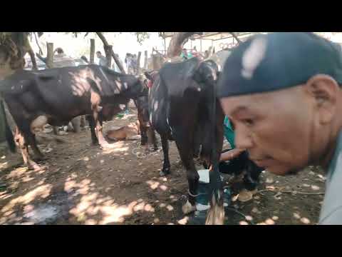 Por donde le sale la leche a una vaca en El Transito San Miguel El Salvador On 