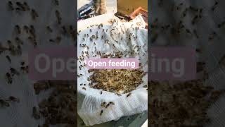 Download lagu #music #electronicmusic #housemusic #agriculturalsystem #bee #workerbee #honey #honeybeesting mp3