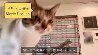 留守中の猫カメラ