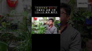 아레카야자 물주기 