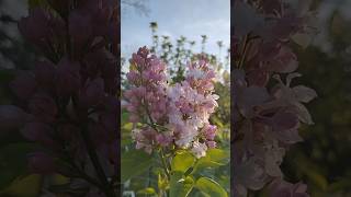 #shorts Lilac flower starts blooming