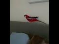 Parrot Singing Old Spice Commercial Theme Meme Source Unknown Meme Funny Tiktok Funnyshorts