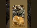 Shorts Whatsappstatus Cat Dog Facebook Instagram Tiktok Funnyvideos Funny Kitten