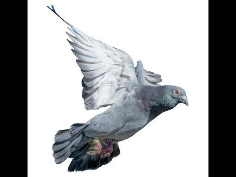 The Ultimate Guide to Racing Pigeon Secrets