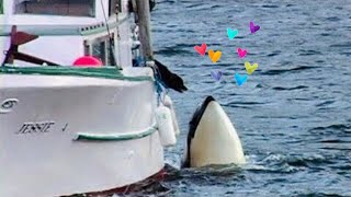 Orca (killer whale) and dog - READ THE DETAILS!