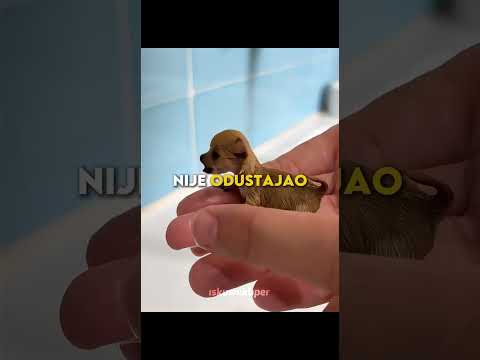 Najmanje štene, najveća borba❤️ #shorts #viral