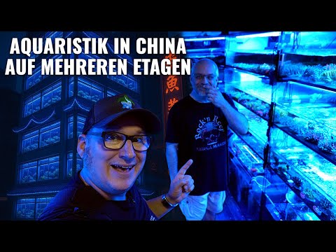 Korallen in Kowloon - die geheimen Läden der Goldfish Street!
